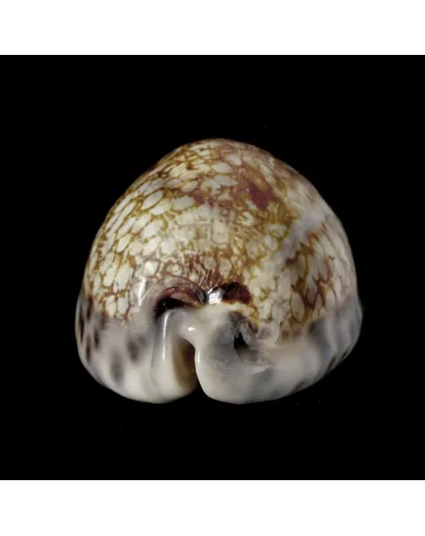 Mauritia Histrio XL