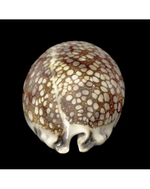 Mauritia Histrio