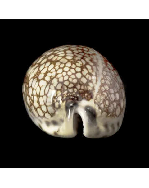 Mauritia Histrio