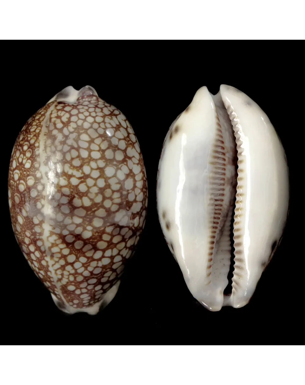 Mauritia Histrio