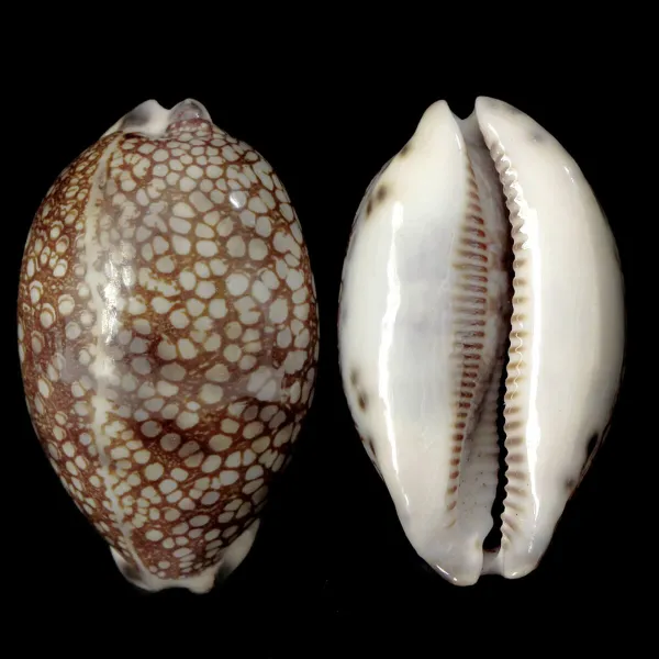 Mauritia Histrio
