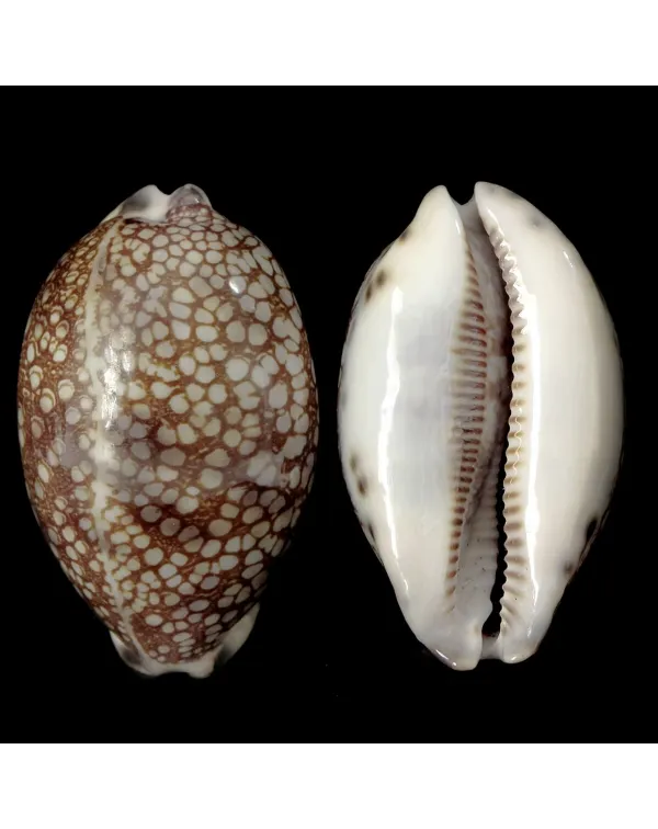 Mauritia Histrio