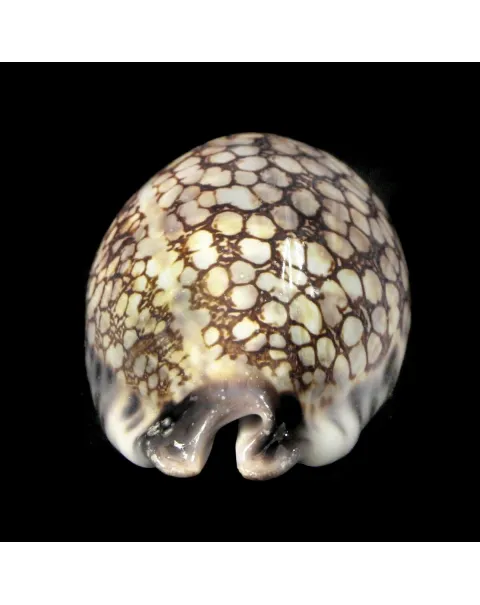 Mauritia Histrio