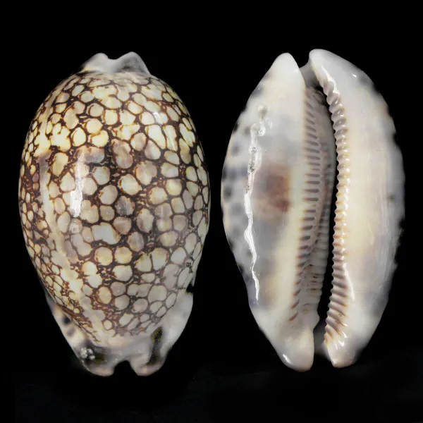 Mauritia Histrio