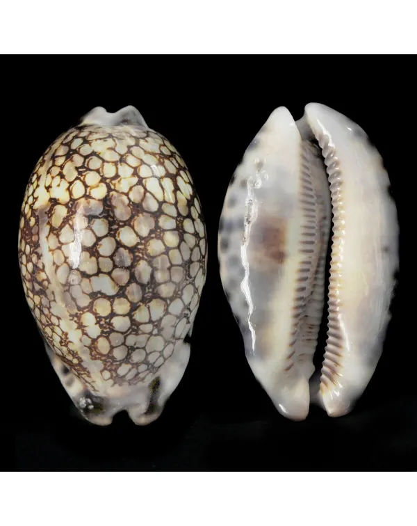 Mauritia Histrio