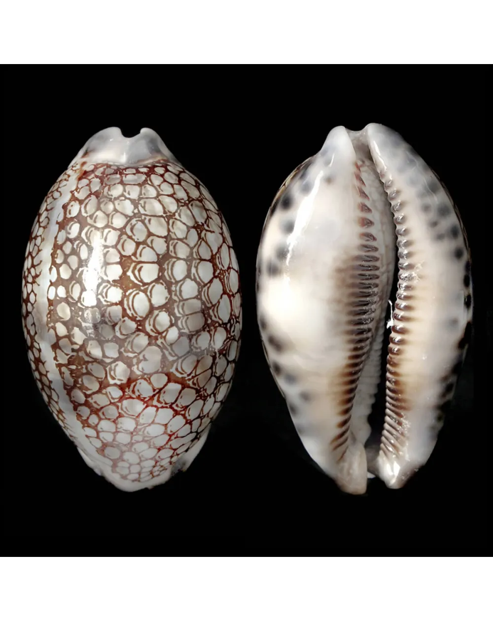 Mauritia Histrio