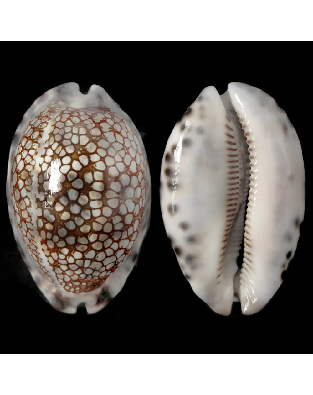 Mauritia Histrio