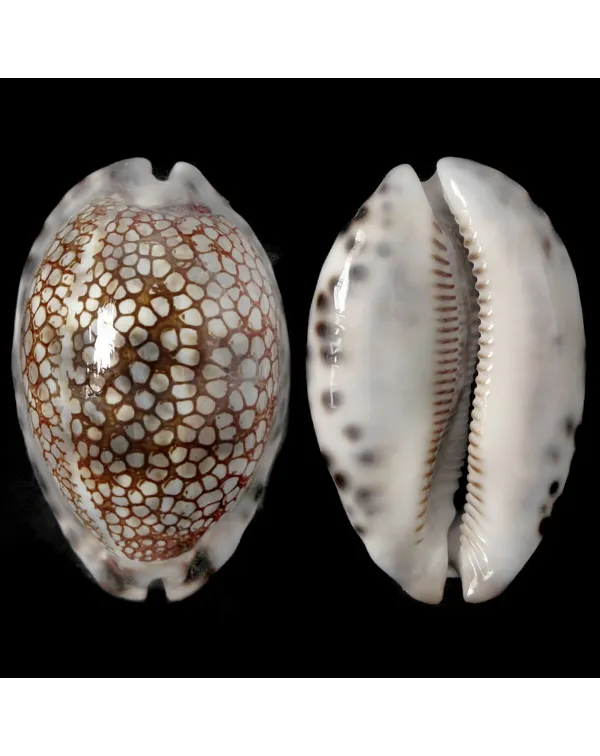 Mauritia Histrio