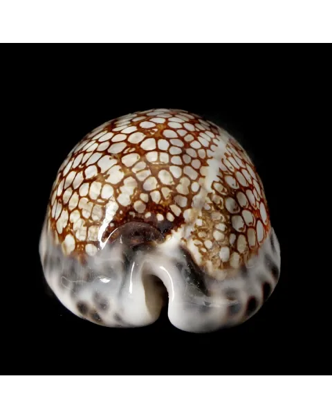 Mauritia Histrio