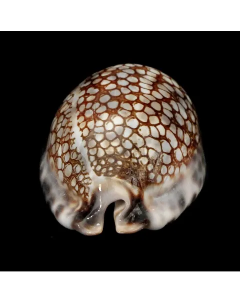 Mauritia Histrio