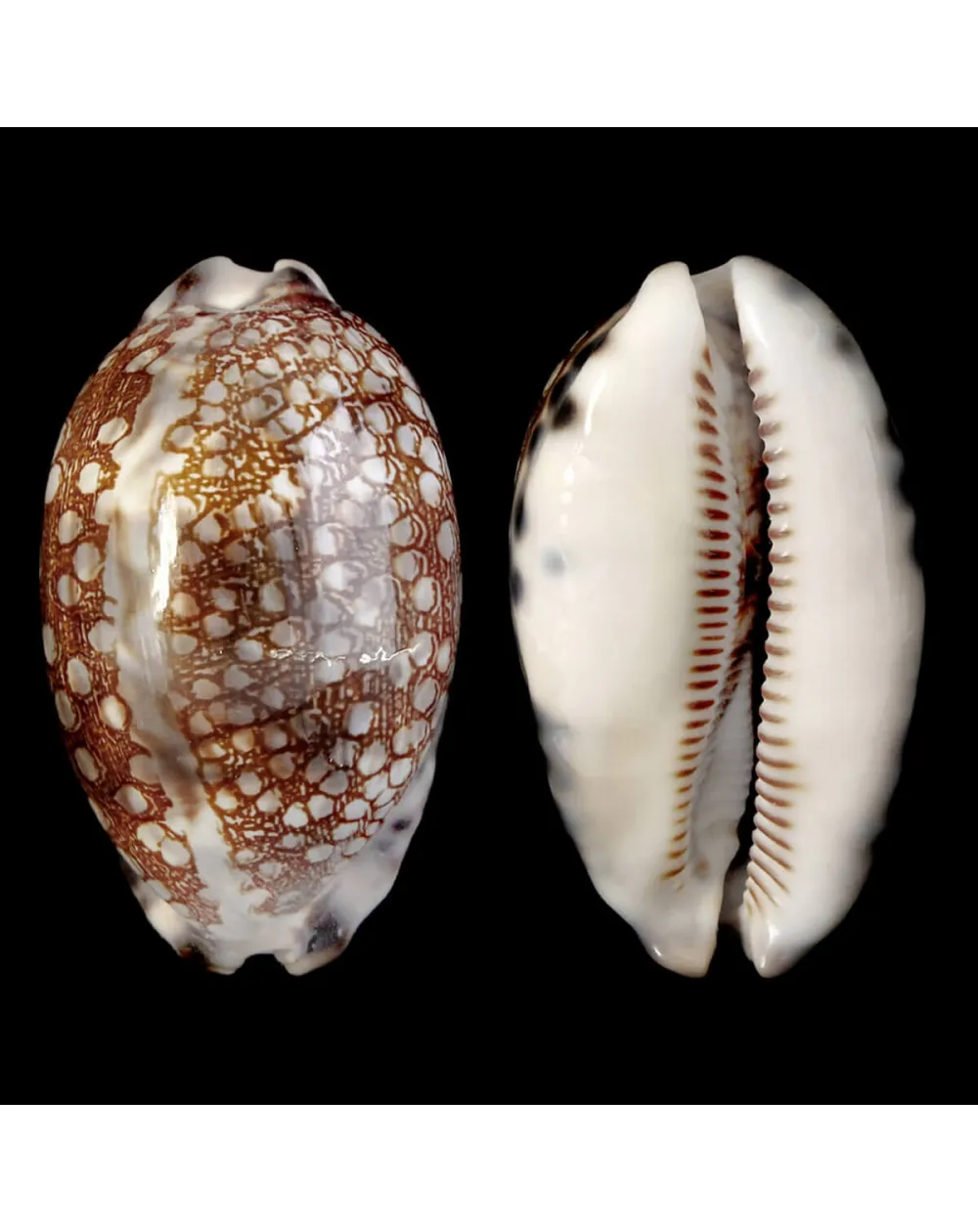 Mauritia Histrio