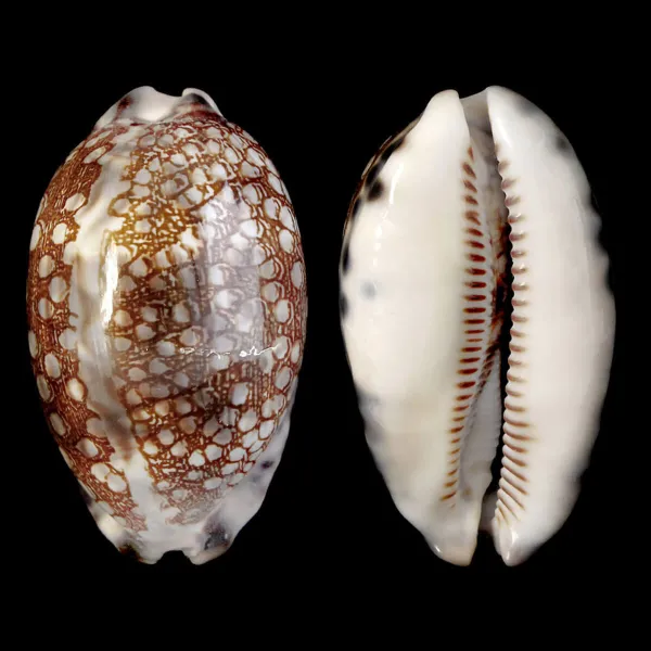Mauritia Histrio
