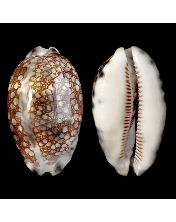 Mauritia Histrio