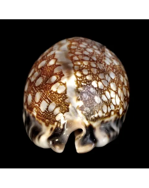 Mauritia Histrio