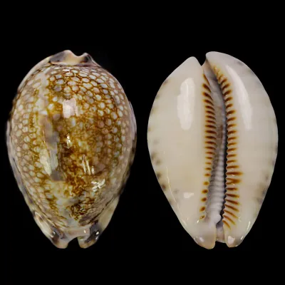 Mauritia Histrio