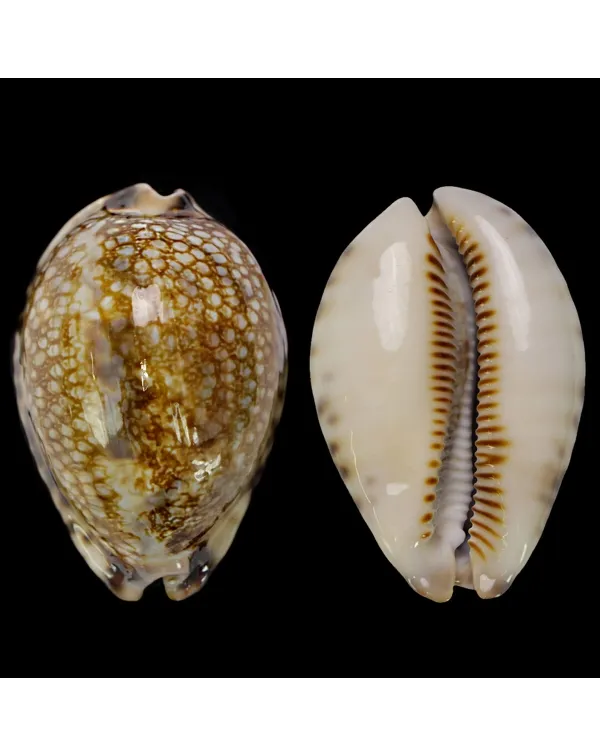 Mauritia Histrio
