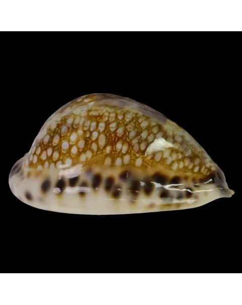 Mauritia Histrio