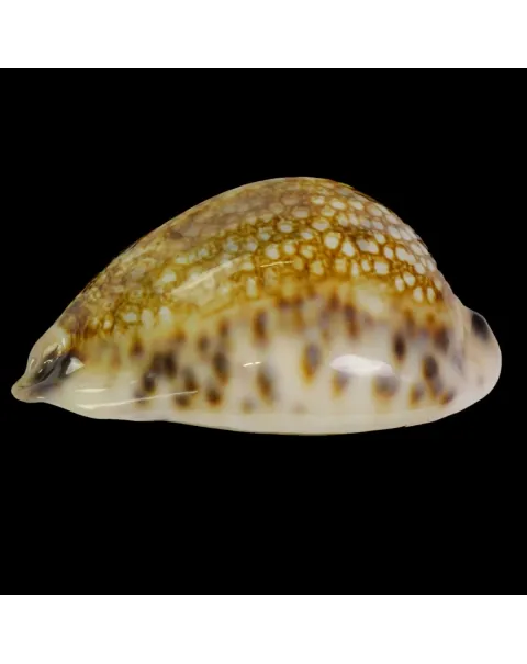 Mauritia Histrio