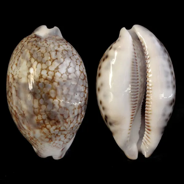 Mauritia Histrio