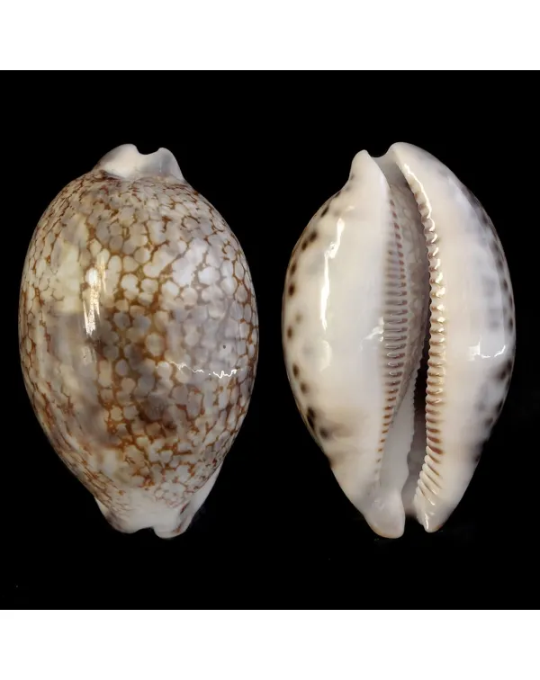 Mauritia Histrio