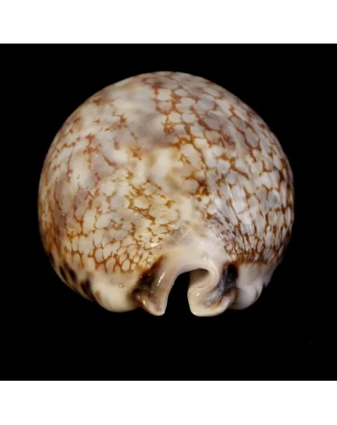 Mauritia Histrio