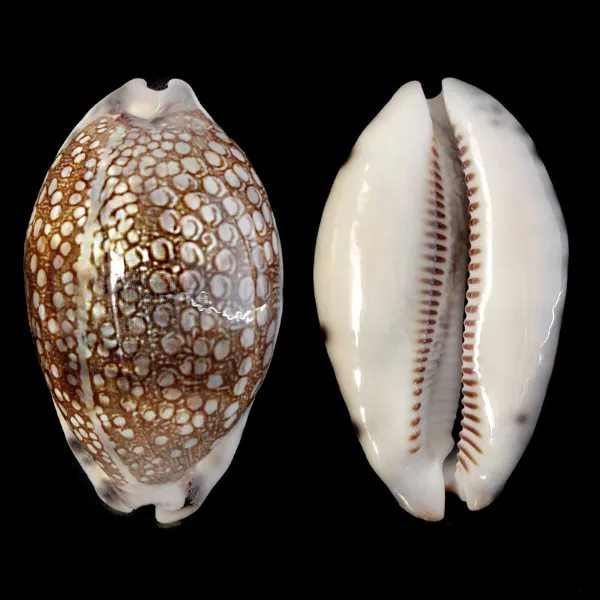 Mauritia Histrio