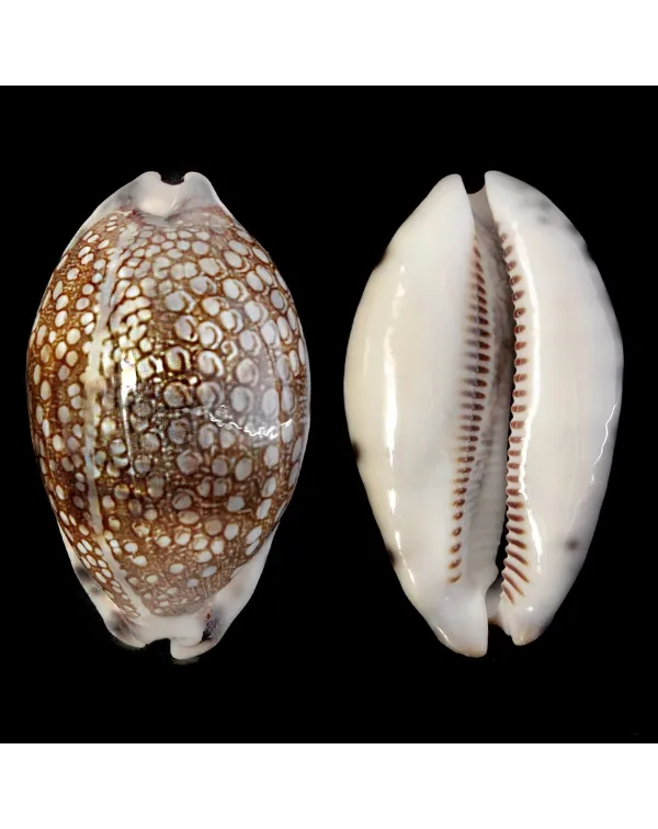 Mauritia Histrio