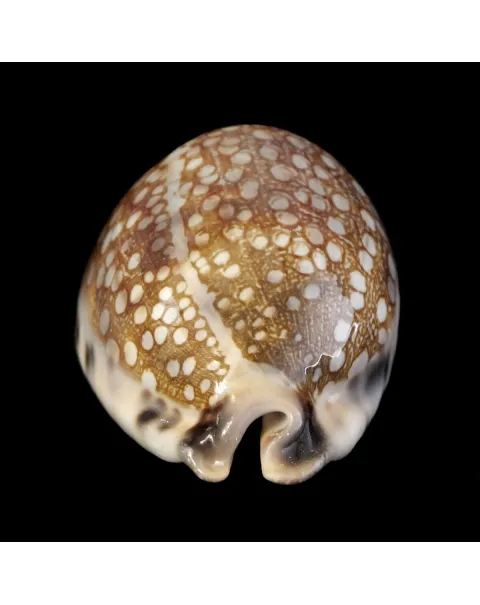 Mauritia Histrio