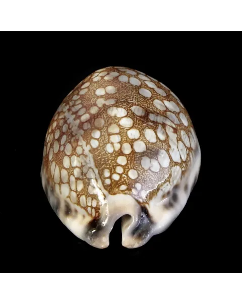Mauritia Histrio