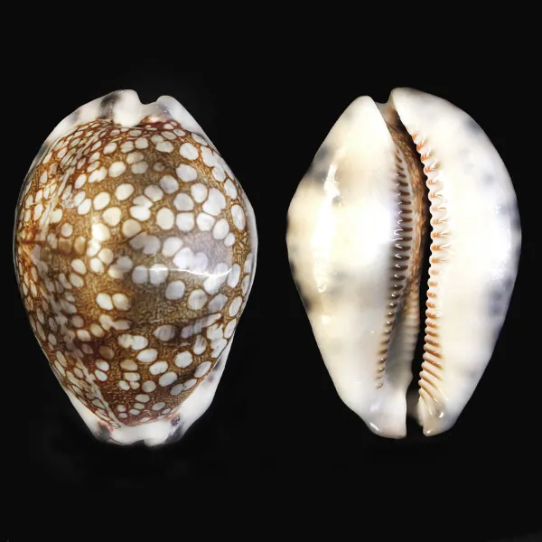 Mauritia Histrio