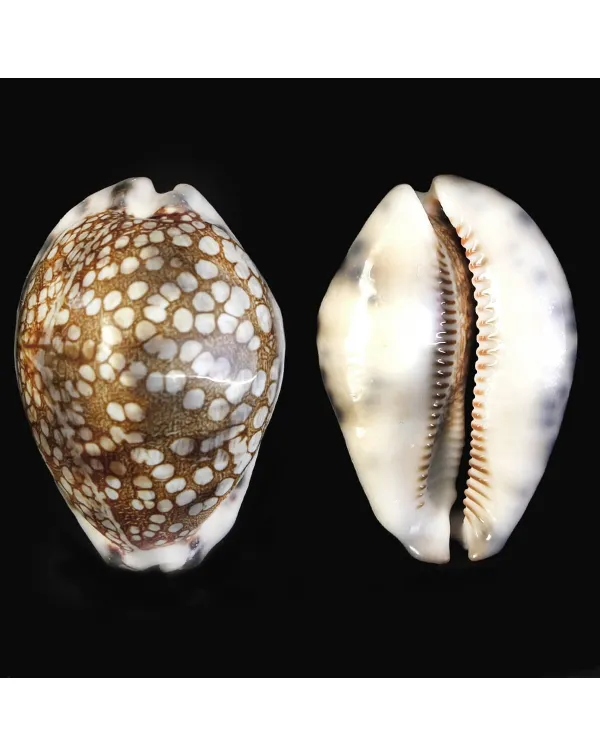 Mauritia Histrio