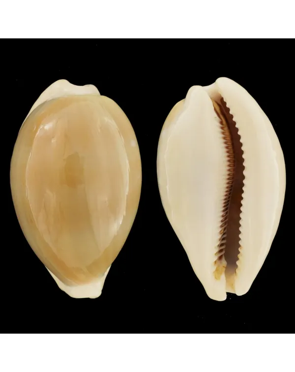 Lyncina Camelopardalis var. Mariae