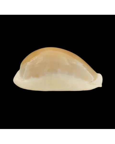 Lyncina Camelopardalis var. Mariae