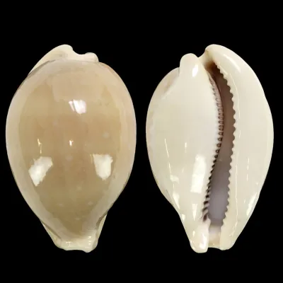Lyncina Camelopardalis var. Mariae