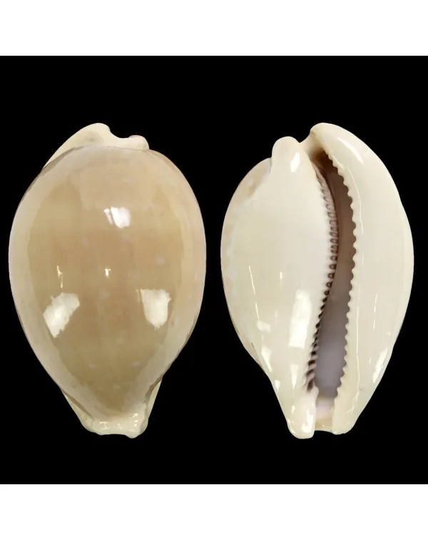 Lyncina Camelopardalis var. Mariae