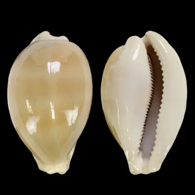Lyncina Camelopardalis var. Mariae