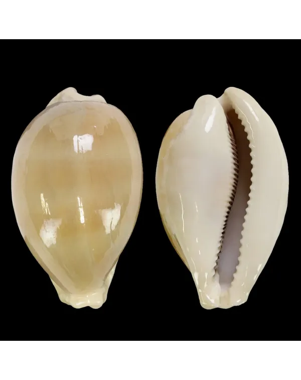 Lyncina Camelopardalis var. Mariae