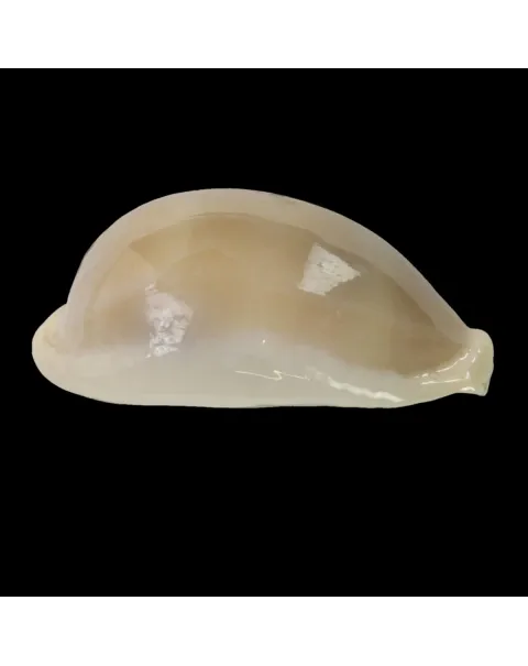 Lyncina Camelopardalis var. Mariae