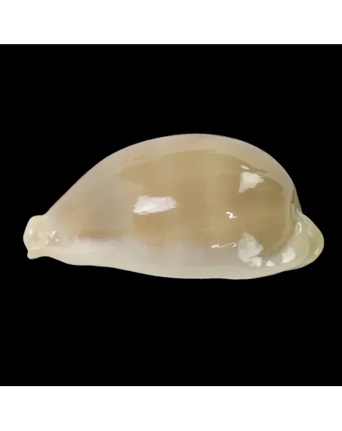 Lyncina Camelopardalis var. Mariae