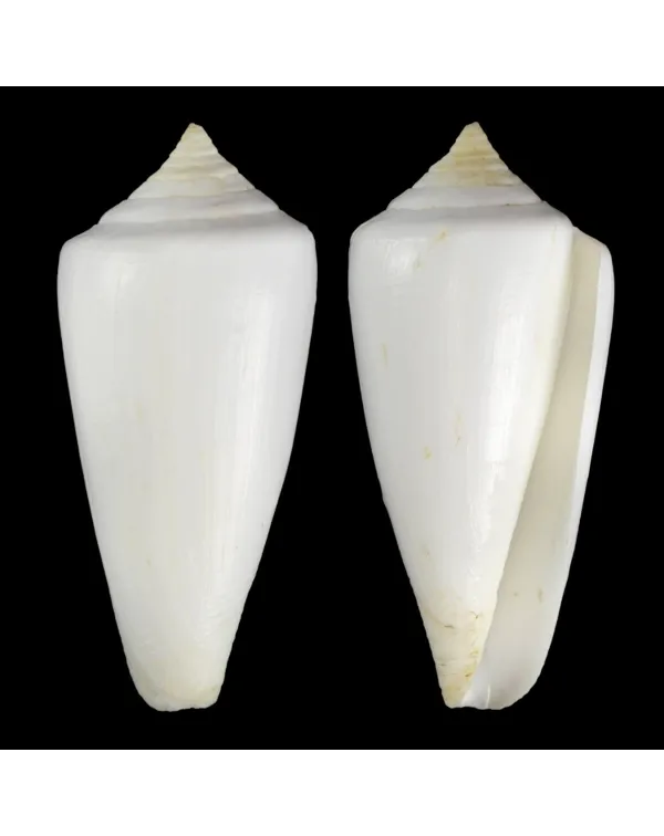 Calibanus Nivalis
