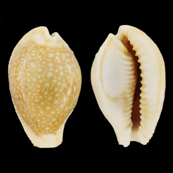 Naria Miliaris