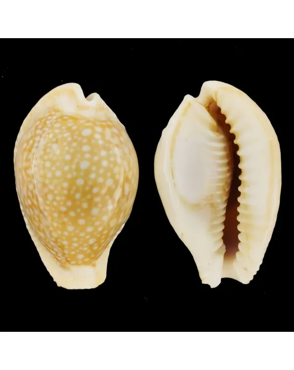 Naria Miliaris