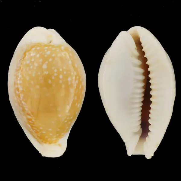 Naria Miliaris