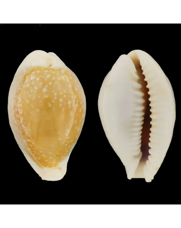 Naria Miliaris