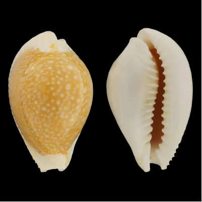 Naria Miliaris
