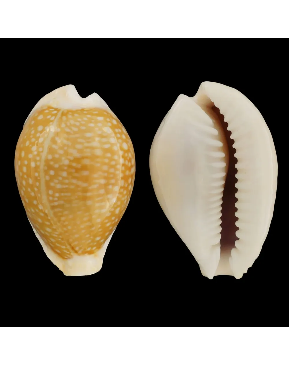 Naria Miliaris