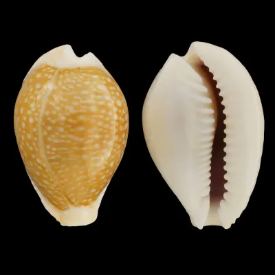 Naria Miliaris