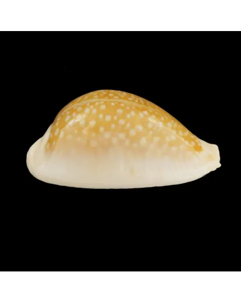 Naria Miliaris