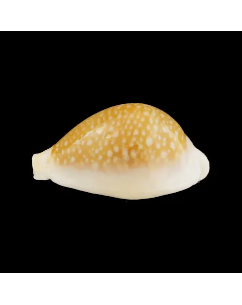 Naria Miliaris