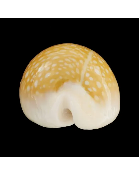 Naria Miliaris